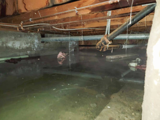 Best Water damage restoration mold remediation  in Deer Park, TX